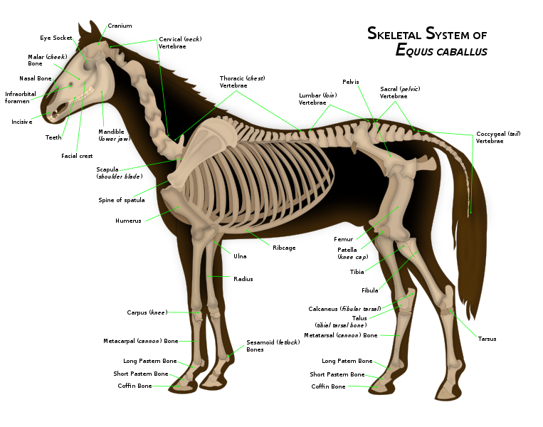 763px-Horse_anatomy.svg