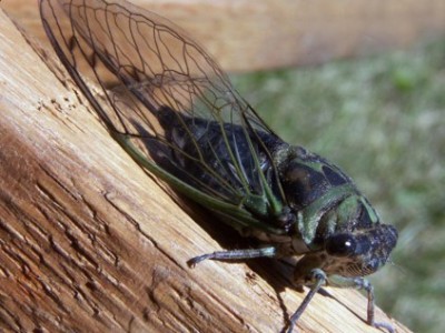 Episode 190 – Cicadas