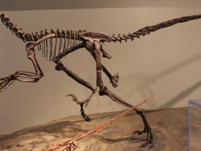 Episode 189 – Dromaeosaurs